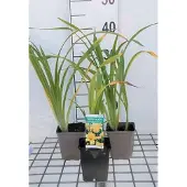 GRDplanten 6x Daglelie - Hemerocallis hybr. 'Chicago Sunrise' | 9x9 cm pot