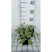 GRDplanten 6x Breemdkroon - Knautia mac. 'Thunder And Lightning' | 9x9 cm pot