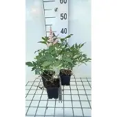 GRDplanten 6x Pluimspirea - Astilbe (j) 'Peach Blossom' | 9x9 cm pot