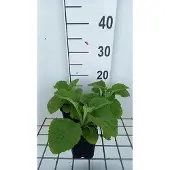GRDplanten 6x Vingerhoedskruid - Digitalis purp. 'Sutton's Apricot' | 9x9 cm pot