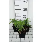 GRDplanten 6x Aster - Aster dum. 'Mittelmeer' | 9x9 cm pot