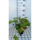 GRDplanten 6x Ooievaarsbek - Geranium psil. 'Red Admiral' | 9x9 cm pot