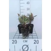 GRDplanten 6x Wolfsmelk - Euphorbia amygd. 'Purpurea' | 9x9 cm pot
