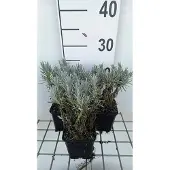 GRDplanten 6x Lavandel - Lavandula int. 'Grappenhall' | 9x9 cm pot