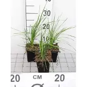 GRDplanten 6x Ruwe smele - Deschampsia cesp. 'Goldtau' | 9x9 cm pot