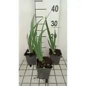 GRDplanten 6x Baardiris - Iris (germ.) 'Rose' | 9x9 cm pot