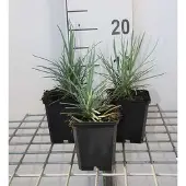 GRDplanten 6x Grasanjer - Dianthus (p) 'Doris' | 9x9 cm pot