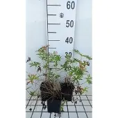 GRDplanten 6x Ooievaarsbek - Geranium clarkei 'Kashmir White' | 9x9 cm pot
