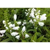 GRDplanten 6x Scharnierplant - Physostegia virg. 'Summer Snow' | 9x9 cm pot