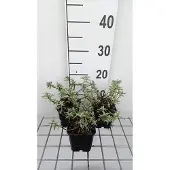 GRDplanten 6x Zonneroosje - 3,08Helianthemum hybr. 'Fire Dragon' | 9x9 cm pot