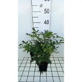 GRDplanten 6x Prachtspirea - Astilbe (a) 'Anita Pfeifer' | 9x9 cm pot