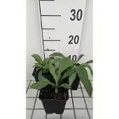 GRDplanten 6x Fijnstraal - Erigeron spec. Grandiflorus' | 9x9 cm pot