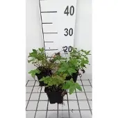 GRDplanten 6x Mourasspirea - Filipendula ulm. 'Plena' | 9x9 cm pot