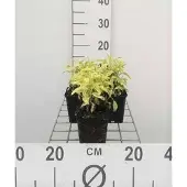 GRDplanten 6x Struiksalie - Salvia off. 'Icterina' 'aurea' | 9x9 cm pot