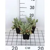 GRDplanten 6x Koekoeksbloem - Lychnis chal. 'Alba' | 9x9 cm pot