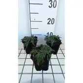GRDplanten 6x Tijm - Thymus hybr. 'Elfin' | 9x9 cm pot