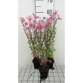 GRDplanten 6x Chrysanthemum - Chrysanthemum (rub.) 'Clara Curtis' | 9x9 cm pot