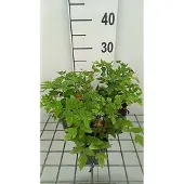 GRDplanten 6x Koningsvaren 'Purpurascens' - Osmunda reg. 'Purpurascens' | 9x9 cm pot