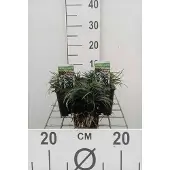 GRDplanten 6x Slangenbaard - Ophiopogon japonicus | 9x9 cm pot