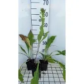 GRDplanten 6x Korenbloem - Centaurea macrocephala | 9x9 cm pot