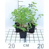 GRDplanten 6x Mourasspirea - Filipendula ulmaria | 9x9 cm pot