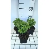 GRDplanten 6x Bellenplant - Fuchsia hybr. 'Tom Thumb' | 9x9 cm pot
