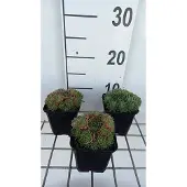 GRDplanten 6x Huislook - Sempervivum hybr. 'Triste' | 9x9 cm pot