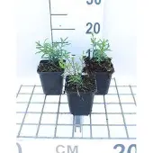 GRDplanten 6x Scheefkelk - Iberis semp. 'Schneeflocke' ('snowflake') | 9x9 cm pot