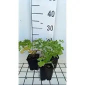 GRDplanten 6x Ruit - Thalictrum aquilegifolium | 9x9 cm pot