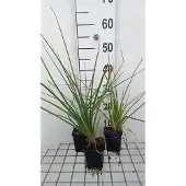 GRDplanten 6x Vuurpijl - Kniphofia uvaria 'Grandiflora' | 9x9 cm pot