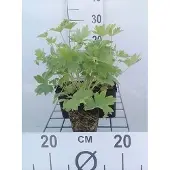 GRDplanten 6x Ridderspoor - Delphinium (p) 'Blue Bird' | 9x9 cm pot