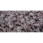 GRDplanten 6x Purperklokje - Heuchera hybr. 'Shangai' | 9x9 cm pot