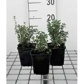 GRDplanten 6x Gamander - Teucrium lucidrys | 9x9 cm pot
