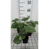 GRDplanten 6x Kaukasische vergeet-mij-nietje - Brunnera macr. 'Emerald Mist' | 9x9 cm pot
