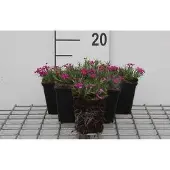 GRDplanten 6x Vlambloem - Phlox (d) 'Crackerjack' | 9x9 cm pot