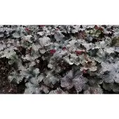 GRDplanten 6x Damastbloem - Heuchera hybr. 'Black Pearl' | 9x9 cm pot