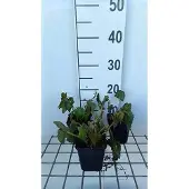 GRDplanten 6x Duizenknoop - Persicaria amplexicaulis | 9x9 cm pot