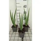 GRDplanten 6x Baardiris - Iris (germ.) 'St. Crispin' | 9x9 cm pot