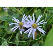 GRDplanten 6x Aster - Aster frik. 'Mönch' | 9x9 cm pot