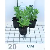 GRDplanten 6x Klokje - Campanula lact. 'Prichard's Var.' | 9x9 cm pot