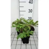 GRDplanten 6x Kijkblad - Rodgersia henrici | 9x9 cm pot