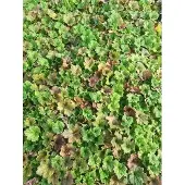 GRDplanten 6x Mijterloof - Tellima grand. 'Forest Frost' | 9x9 cm pot