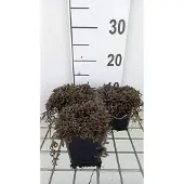 GRDplanten 6x Speeldenkussenplant - Leptinella squalida 'Platt's Black' | 9x9 cm pot
