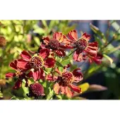 GRDplanten 6x Zonnekruid - Helenium hybr. 'Rubinzwerg' | 9x9 cm pot