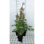 GRDplanten 6x Prachtspirea - Astilbe (a) 'Amethyst' | 9x9 cm pot
