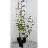 GRDplanten 6x Zonnehoed - Rudbeckia subt. 'Henry Eilers | 9x9 cm pot