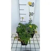 GRDplanten 6x Kogelbloem - Trollius hybr. 'Lemon Queen' | 9x9 cm pot