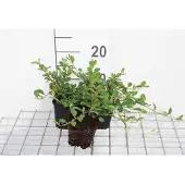 GRDplanten 12x Dwergmispel - Cotoneaster dammeri | 9x9 cm pot