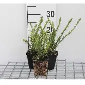 GRDplanten 12x Chinese Kamperfoelie - Lonicera nit. 'Hohenheim. Findling' | 9x9 cm pot