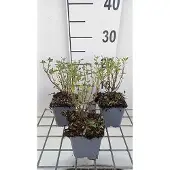 GRDplanten 6x Struiksalie - Salvia greggii 'Blue Note' | 9x9 cm pot